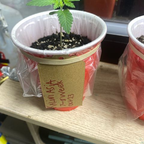  Jokerz 31 growlog timeline photo