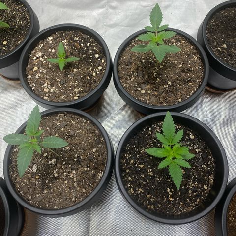  Jokerz 31 growlog photo: Light is unstable but keeping it over 18/6 
