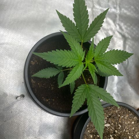 Sleepy jock  growlog photo: 1 has deficiencies but not sure what it is yet everyone else looks good so far 