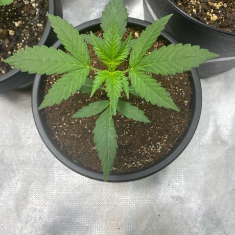 Sleepy jock  growlog photo: 1 has deficiencies but not sure what it is yet everyone else looks good so far 