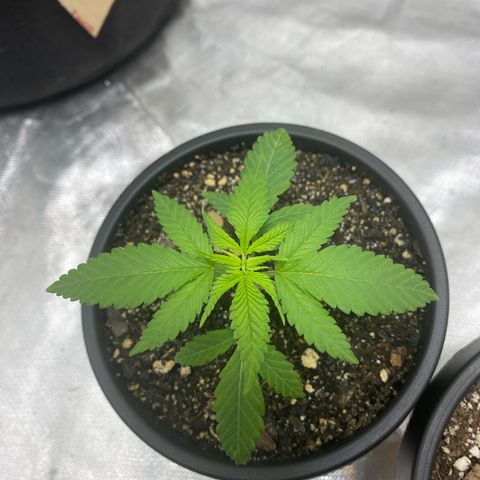 Sleepy jock  growlog photo: 1 has deficiencies but not sure what it is yet everyone else looks good so far 
