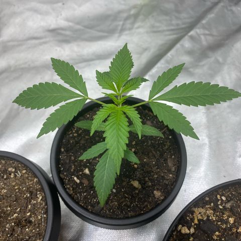 Sleepy jock  growlog photo: 1 has deficiencies but not sure what it is yet everyone else looks good so far 