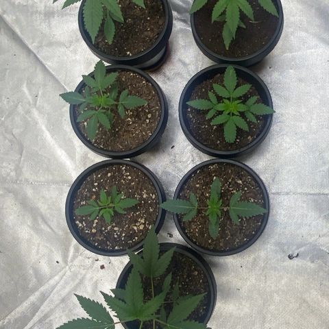  Jokerz 31 growlog timeline photo