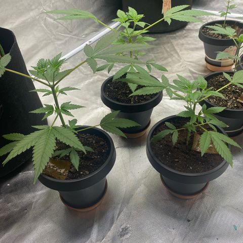 Sleepy jock  growlog timeline photo