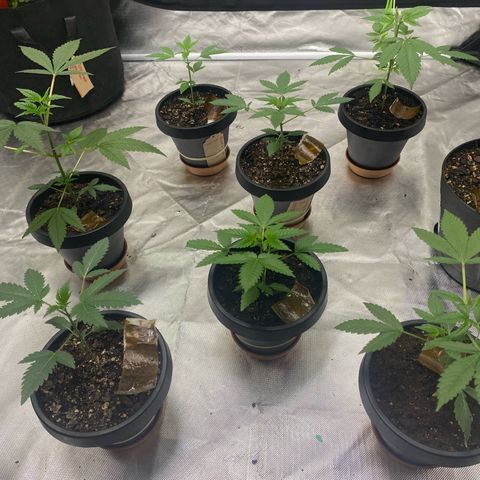  Jokerz 31 growlog timeline photo