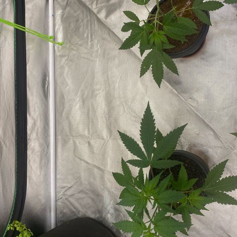 Sleepy jock  growlog timeline photo