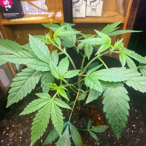 Sleepy jock  growlog timeline photo