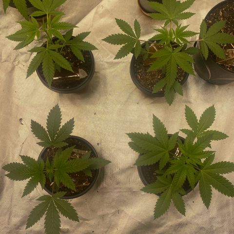  Jokerz 31 growlog timeline photo