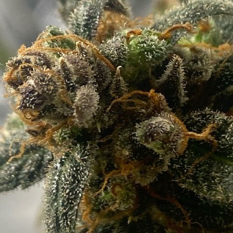  Jokerz 31 growlog timeline photo