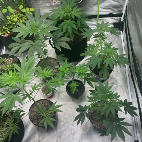 Sleepy jock  growlog photo:  Feeding and watering every other day will Flip soon 