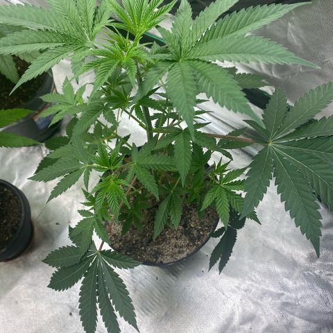  Jokerz 31 growlog photo: Will be flipping to 12/12 soon 