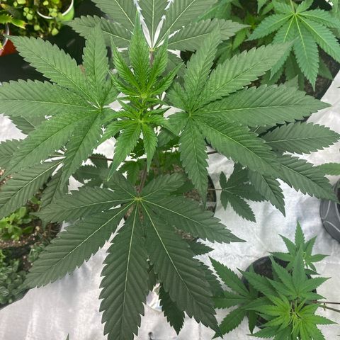  Jokerz 31 growlog photo: Will be flipping to 12/12 soon 