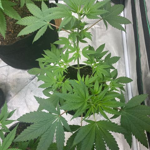  Jokerz 31 growlog photo: Will be flipping to 12/12 soon 