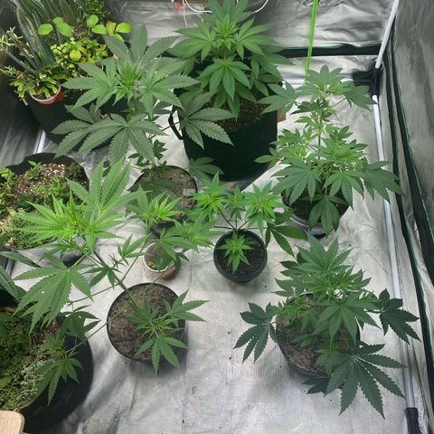  Jokerz 31 growlog photo: Will be flipping to 12/12 soon 