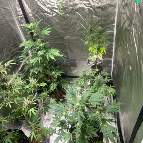  Jokerz 31 growlog timeline photo