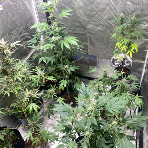 Sleepy jock  growlog timeline photo