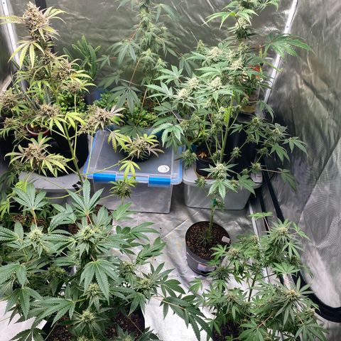  Jokerz 31 growlog timeline photo
