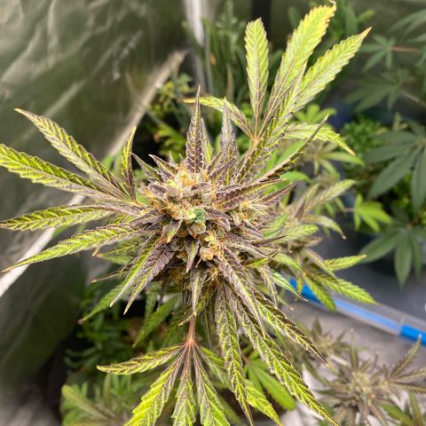  Jokerz 31 growlog timeline photo
