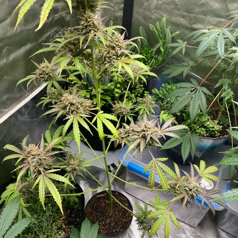 Sleepy jock  growlog timeline photo