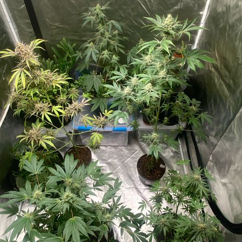 Sleepy jock  growlog timeline photo