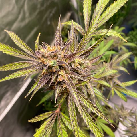 Sleepy jock  growlog timeline photo