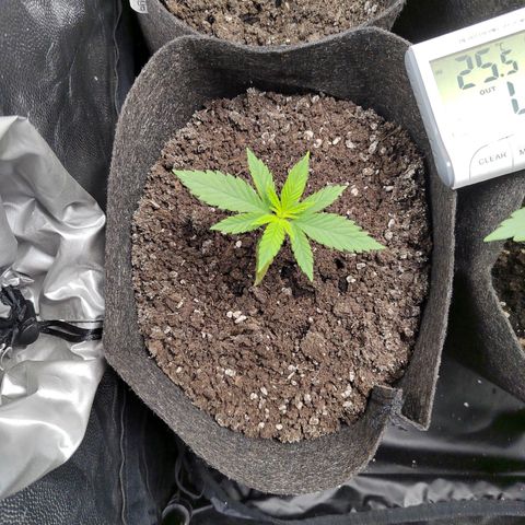 Royal Medic growlog timeline photo