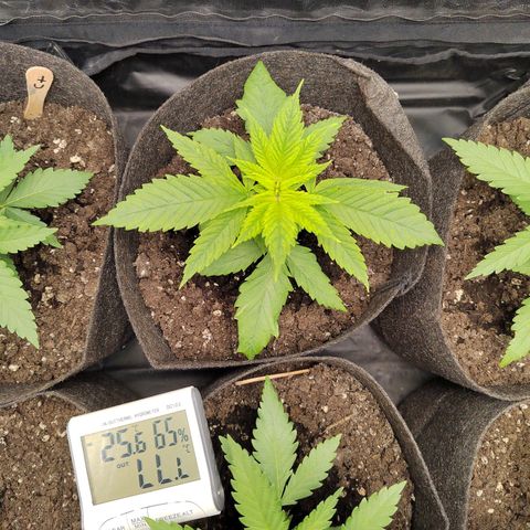 Royal Medic growlog timeline photo