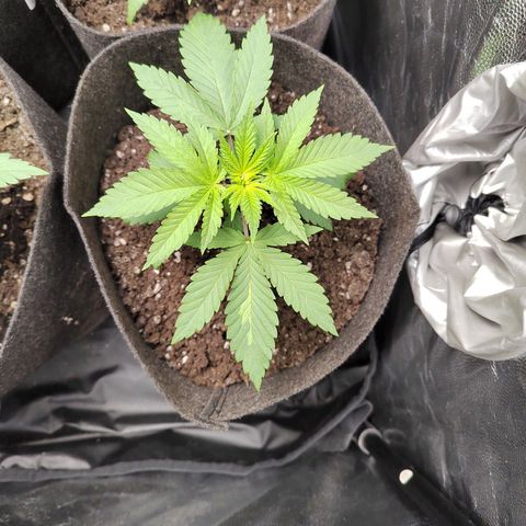 Royal Medic growlog timeline photo