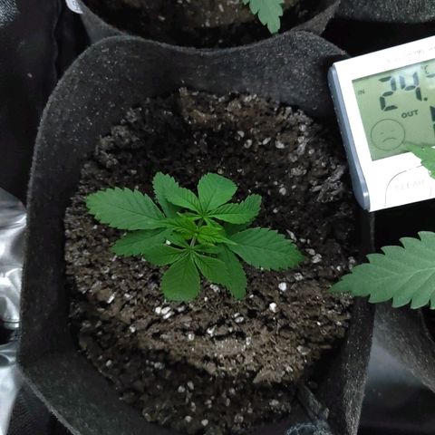 Royal Medic growlog timeline photo