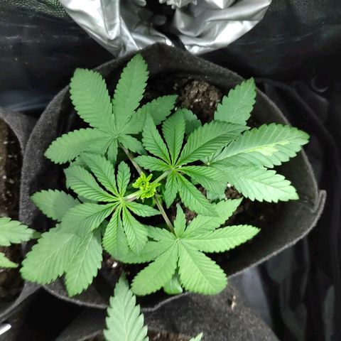 Royal Medic growlog timeline photo