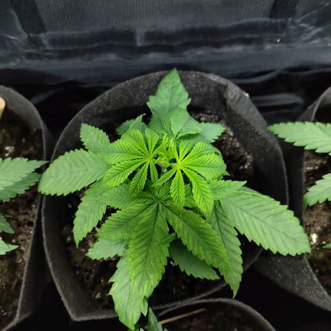 Royal Medic growlog timeline photo