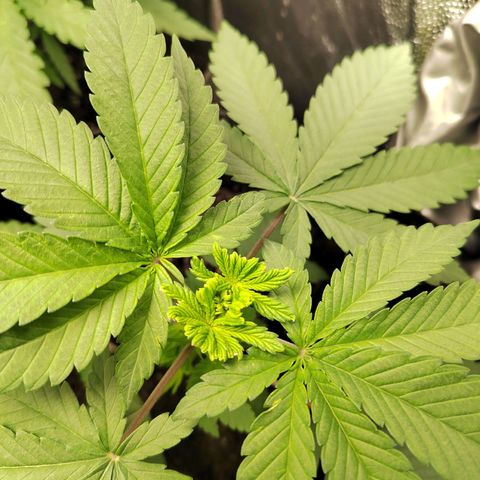 Royal Medic growlog timeline photo