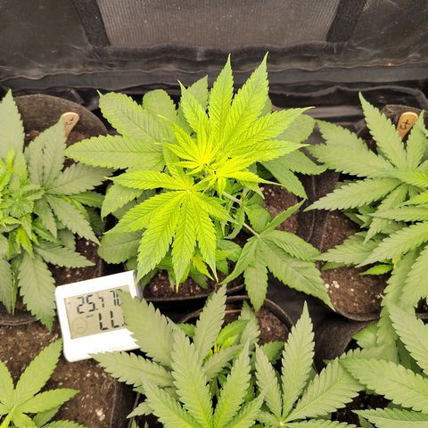 Royal Medic growlog timeline photo