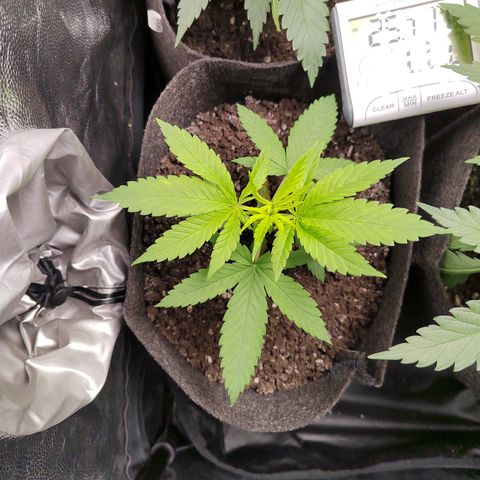 Royal Medic growlog timeline photo