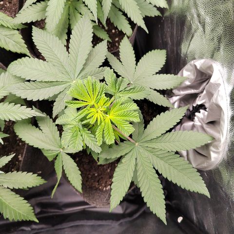 Royal Medic growlog timeline photo