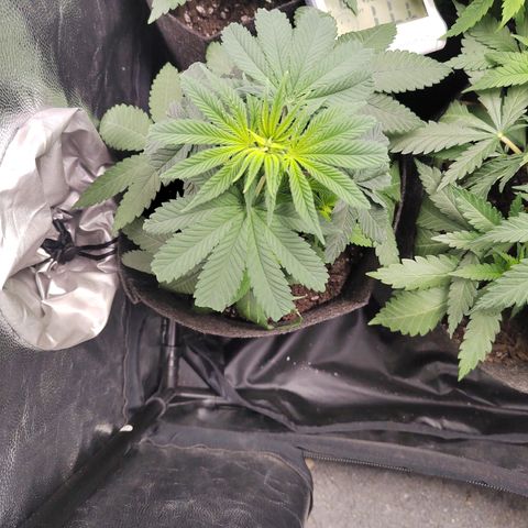 Royal Medic growlog timeline photo