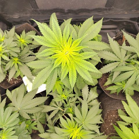 Royal Medic growlog timeline photo