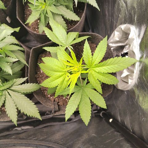 Royal Medic growlog timeline photo