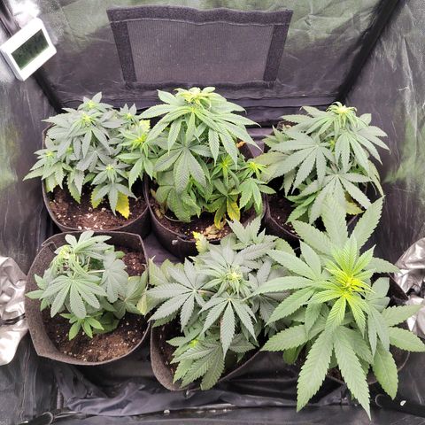 Royal Medic growlog timeline photo
