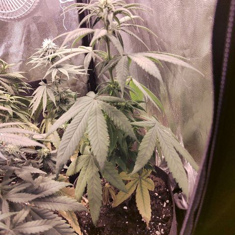 Royal Medic growlog timeline photo