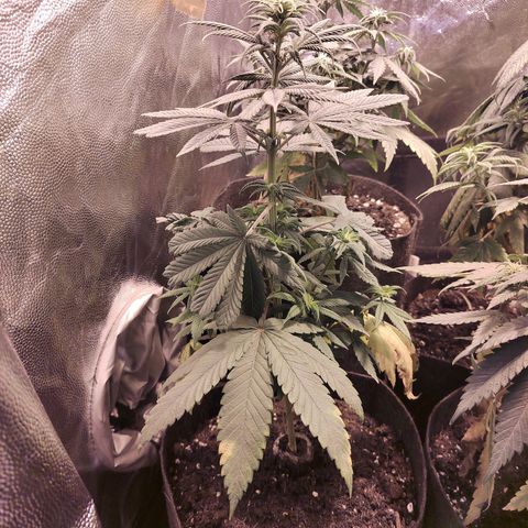 Royal Medic growlog timeline photo
