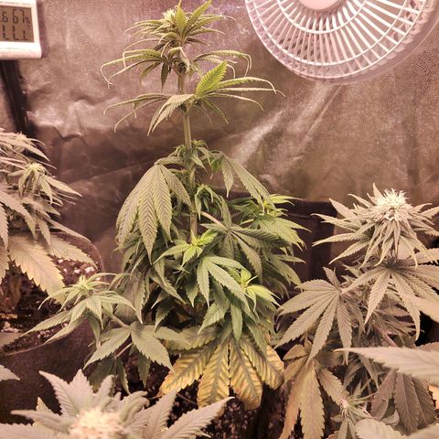 Royal Medic growlog timeline photo
