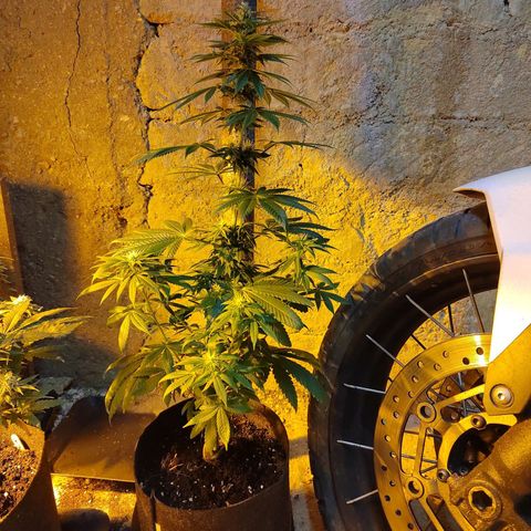 Royal Medic growlog timeline photo