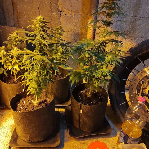 Royal Medic growlog timeline photo