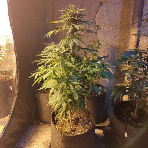 Royal Medic growlog timeline photo