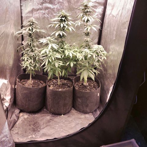 Royal Medic growlog timeline photo