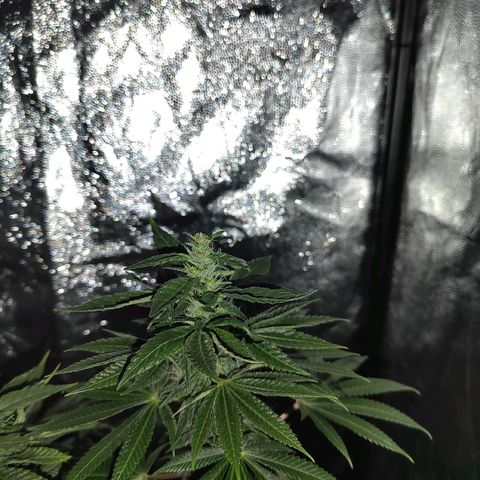 Royal Medic growlog timeline photo