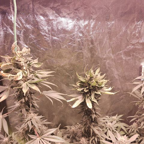 Royal Medic growlog timeline photo