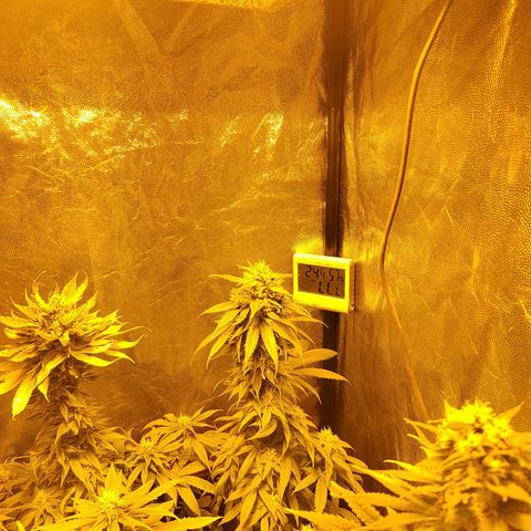 Royal Medic growlog timeline photo