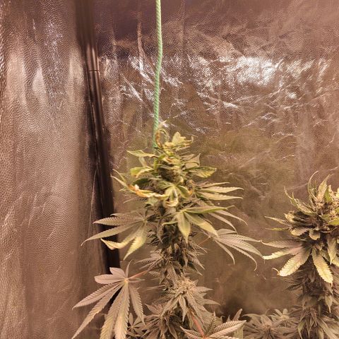 Royal Medic growlog timeline photo